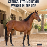 Feeding Underweight Horses in the UAE | Saracen | TVG